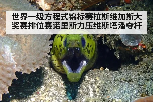 世界一级方程式锦标赛拉斯维加斯大奖赛排位赛诺里斯力压维斯塔潘夺杆