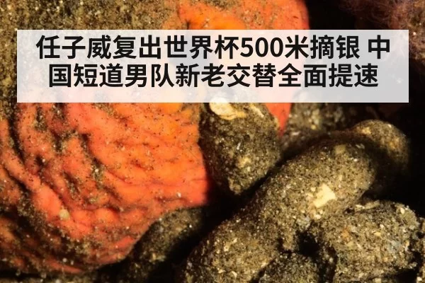 任子威复出世界杯500米摘银 中国短道男队新老交替全面提速